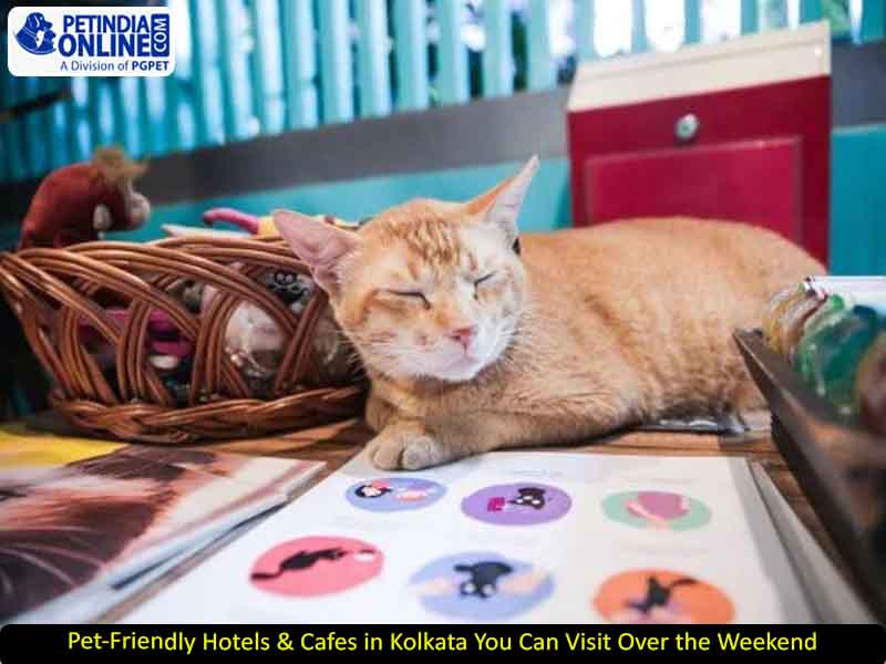 Pet-Friendly Hotels & Cafes in Kolkata You Can Visit Over the Weekend
