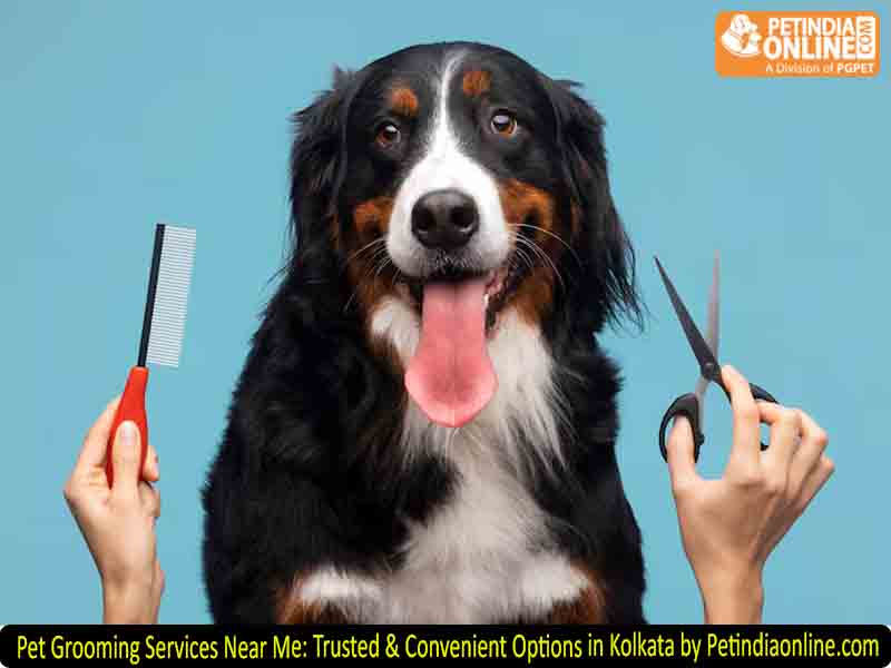 Pet Grooming Services Near Me: Trusted & Convenient Options in Kolkata by Petindiaonline.com
