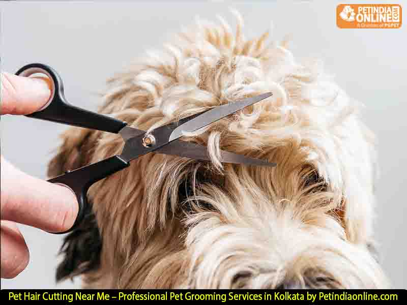 Pet Hair Cutting Near Me – Professional Pet Grooming Services in Kolkata by Petindiaonline.com