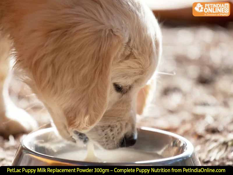 PetLac Puppy Milk Replacement Powder 300gm – Complete Puppy Nutrition from PetIndiaOnline.com