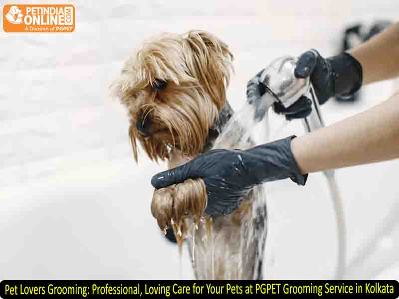 Pet Lovers Grooming: Professional, Loving Care for Your Pets at PGPET Grooming Service in Kolkata