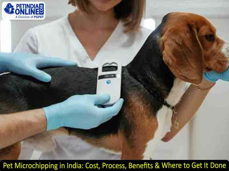 Pet Microchipping in India: Cost, Process, Benefits & Where to Get It Done