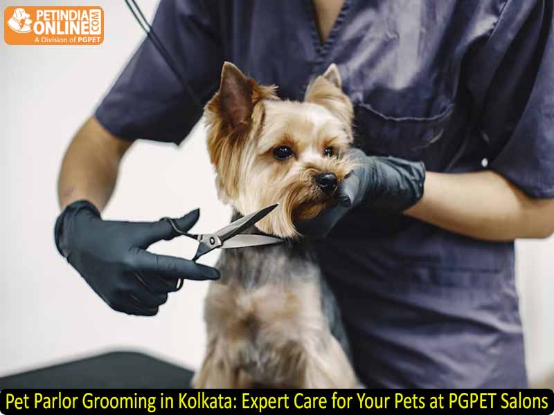 Pet Parlor Grooming in Kolkata: Expert Care for Your Pets at PGPET Salons
