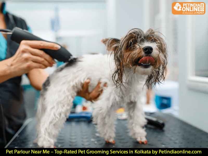 Pet Parlour Near Me – Top-Rated Pet Grooming Services in Kolkata by Petindiaonline.com