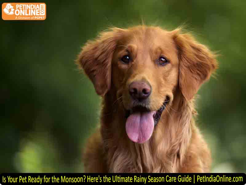 Is Your Pet Ready for the Monsoon? Here's the Ultimate Rainy Season Care Guide | PetIndiaOnline.com