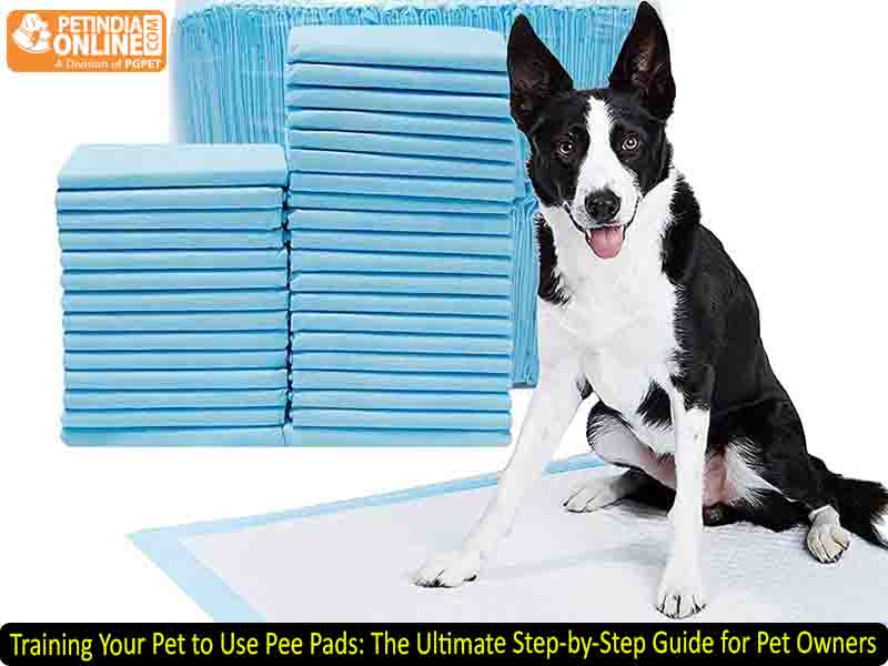 Training Your Pet to Use Pee Pads: The Ultimate Step-by-Step Guide for Pet Owners