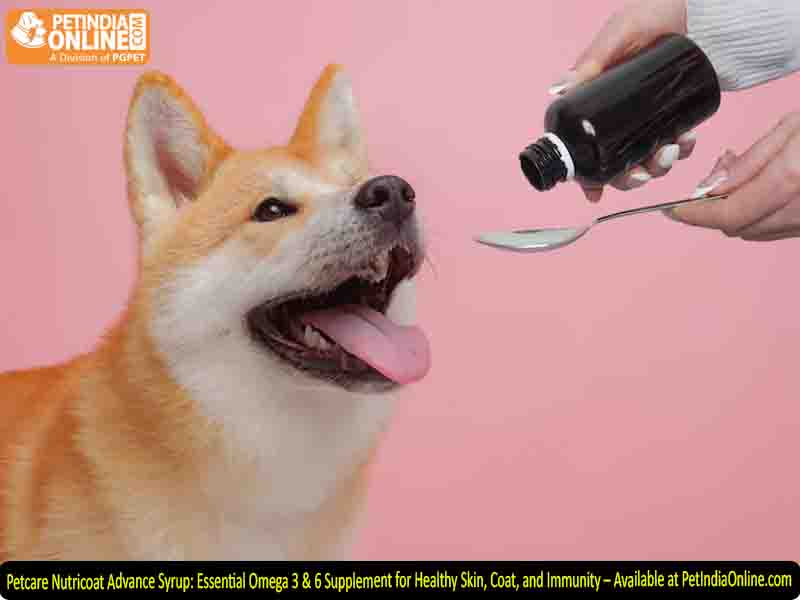 Petcare Nutricoat Advance Syrup: Essential Omega 3 & 6 Supplement for Healthy Skin, Coat, and Immunity – Available at PetIndiaOnline.com