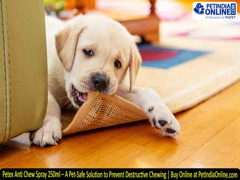Petex Anti Chew Spray 250ml – A Pet-Safe Solution to Prevent Destructive Chewing | Buy Online at PetIndiaOnline.com