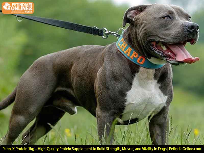 Petex X-Protein 1kg – High-Quality Protein Supplement to Build Strength, Muscle, and Vitality in Dogs | PetIndiaOnline.com