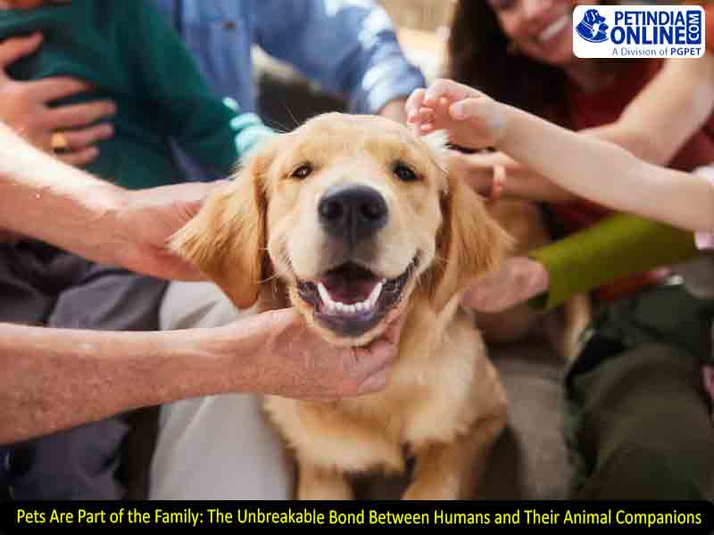 Pets Are Part of the Family: The Unbreakable Bond Between Humans and Their Animal Companions