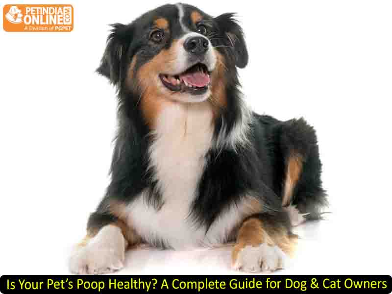 Is Your Pet’s Poop Healthy? A Complete Guide for Dog & Cat Owners