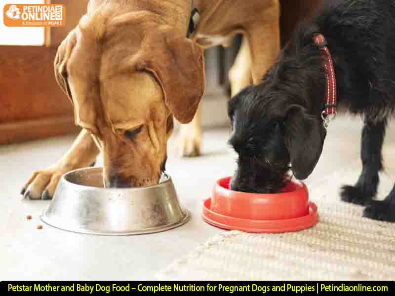 Petstar Mother and Baby Dog Food – Complete Nutrition for Pregnant Dogs and Puppies | Petindiaonline.com