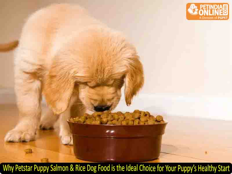 Why Petstar Puppy Salmon & Rice Dog Food is the Ideal Choice for Your Puppy’s Healthy Start