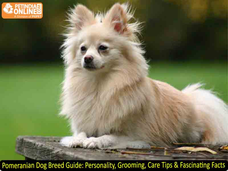 Pomeranian Dog Breed Guide: Personality, Grooming, Care Tips & Fascinating Facts