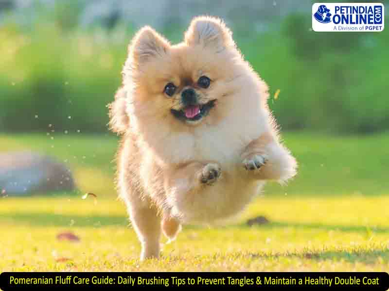 Pomeranian Fluff Care Guide: Daily Brushing Tips to Prevent Tangles & Maintain a Healthy Double Coat