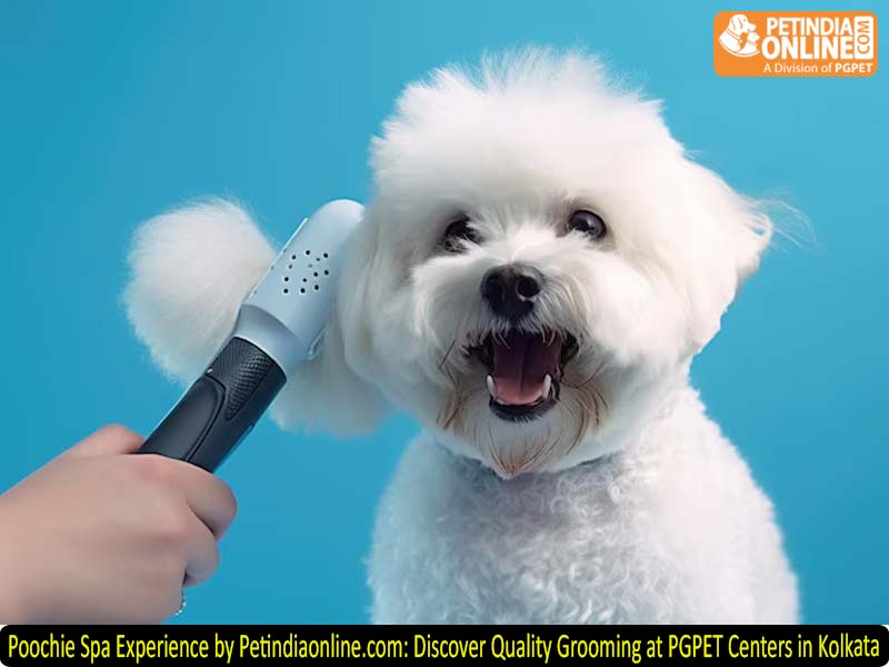 Poochie Spa Experience by Petindiaonline.com: Discover Quality Grooming at PGPET Centers in Kolkata