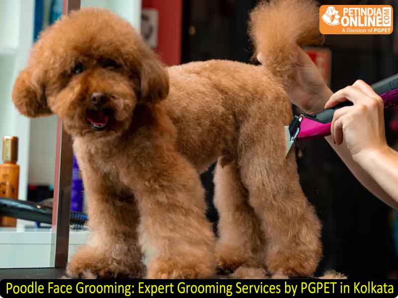 Poodle Face Grooming: Expert Grooming Services by PGPET in Kolkata