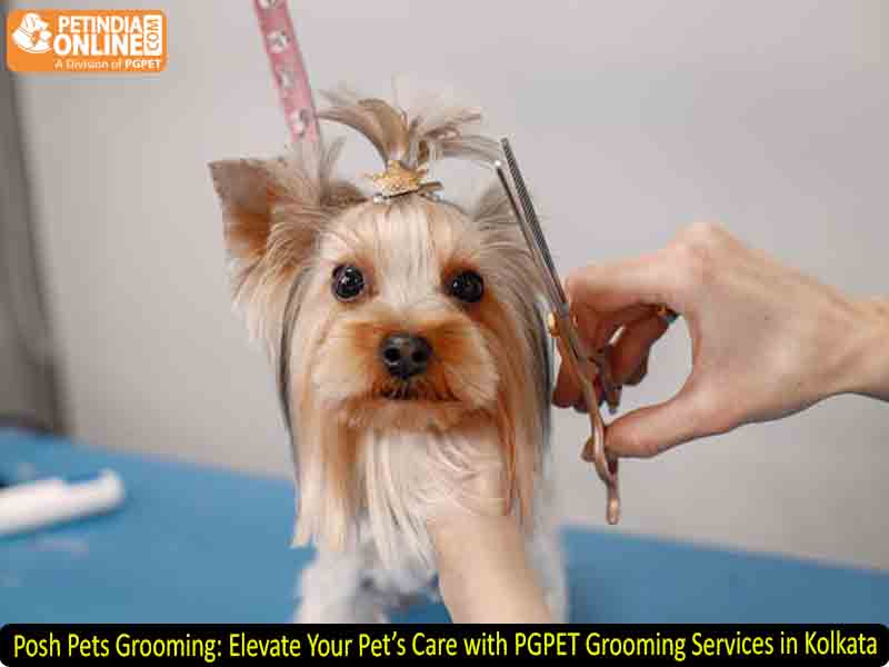 Posh Pets Grooming: Elevate Your Pet’s Care with PGPET Grooming Services in Kolkata