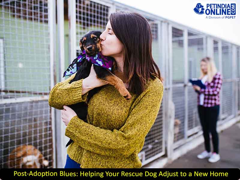 Post-Adoption Blues: Helping Your Rescue Dog Adjust to a New Home