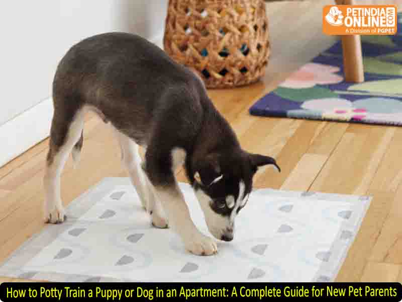 How to Potty Train a Puppy or Dog in an Apartment: A Complete Guide for New Pet Parents