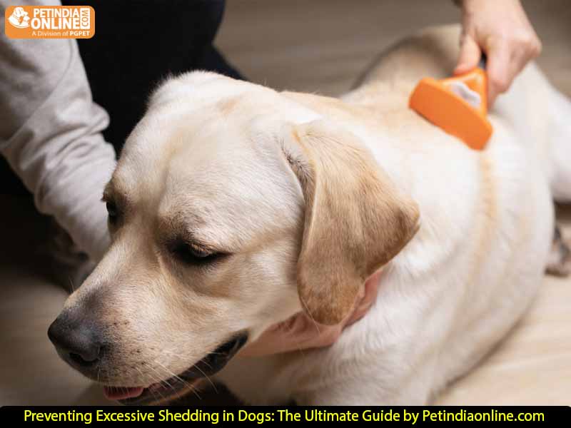  Preventing Excessive Shedding in Dogs: The Ultimate Guide by Petindiaonline.com