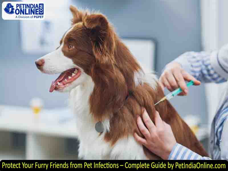 Protect Your Furry Friends from Pet Infections – Complete Guide by PetIndiaOnline.com