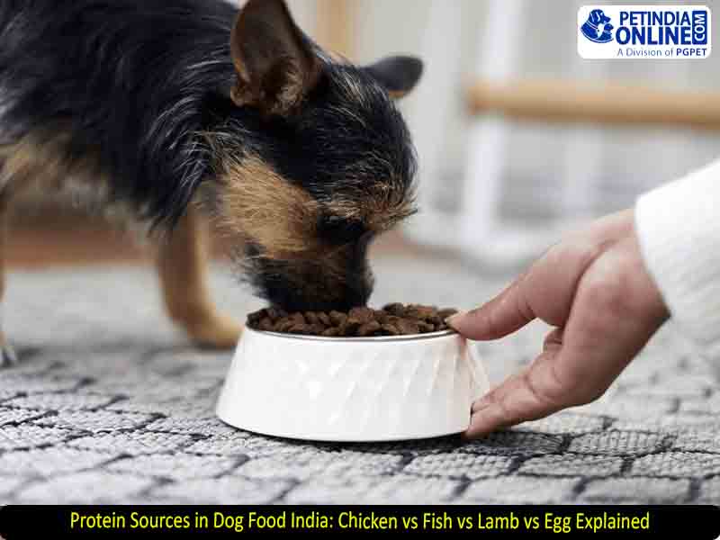 Protein Sources in Dog Food India: Chicken vs Fish vs Lamb vs Egg Explained