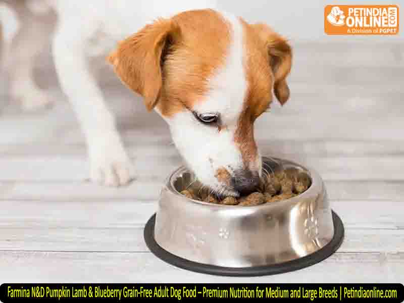 Farmina N&D Pumpkin Lamb & Blueberry Grain-Free Adult Dog Food – Premium Nutrition for Medium and Large Breeds | Petindiaonline.com