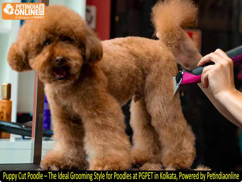 Puppy Cut Poodle – The Ideal Grooming Style for Poodles at PGPET in Kolkata, Powered by Petindiaonline