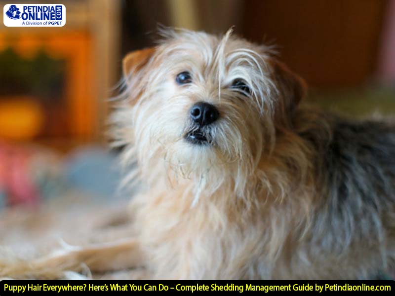 Puppy Hair Everywhere? Here’s What You Can Do – Complete Shedding Management Guide by Petindiaonline.com