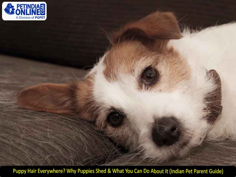 Puppy Hair Everywhere? Why Puppies Shed & What You Can Do About It (Indian Pet Parent Guide)