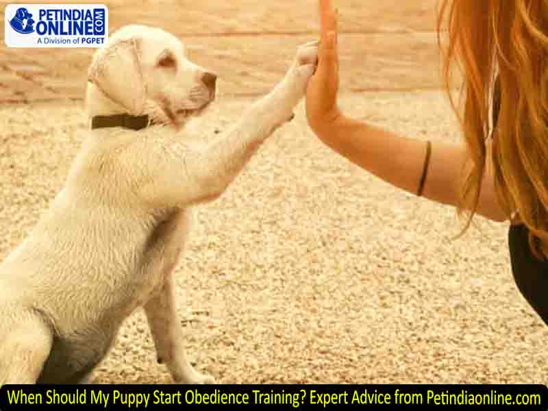 When Should My Puppy Start Obedience Training? Expert Advice from Petindiaonline.com