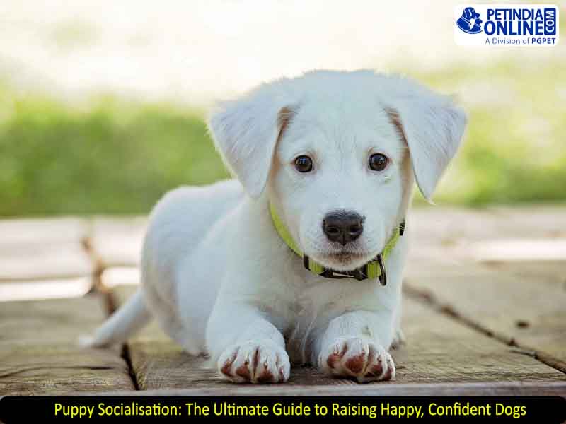 Puppy Socialisation: The Ultimate Guide to Raising Happy, Confident Dogs