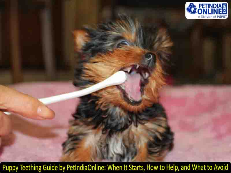 Puppy Teething Guide by PetIndiaOnline: When It Starts, How to Help, and What to Avoid
