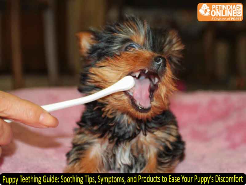 Puppy Teething Guide: Soothing Tips, Symptoms, and Products to Ease Your Puppy’s Discomfort