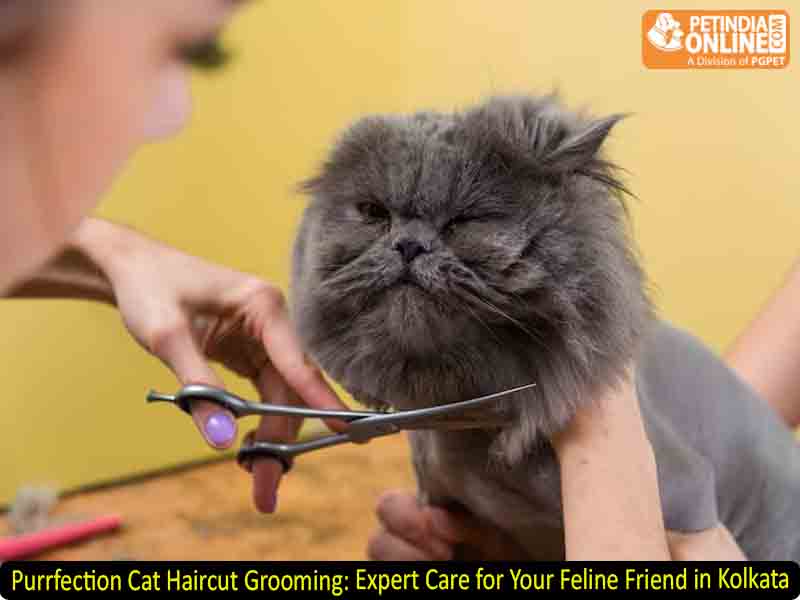 Purrfection Cat Haircut Grooming: Expert Care for Your Feline Friend in Kolkata