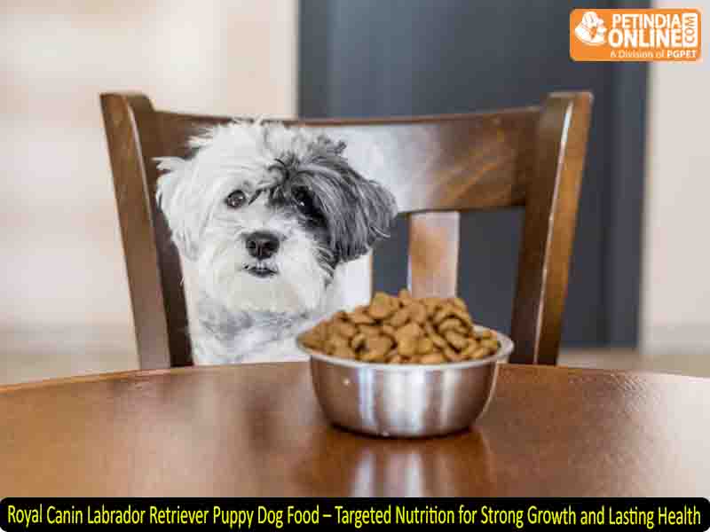 Royal Canin Labrador Retriever Puppy Dog Food – Targeted Nutrition for Strong Growth and Lasting Health