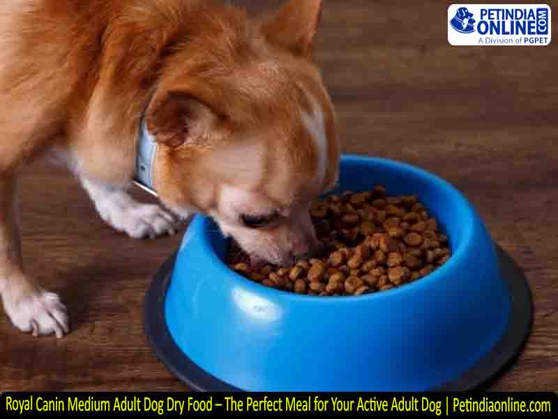 Royal Canin Medium Adult Dog Dry Food – The Perfect Meal for Your Active Adult Dog | Petindiaonline.com