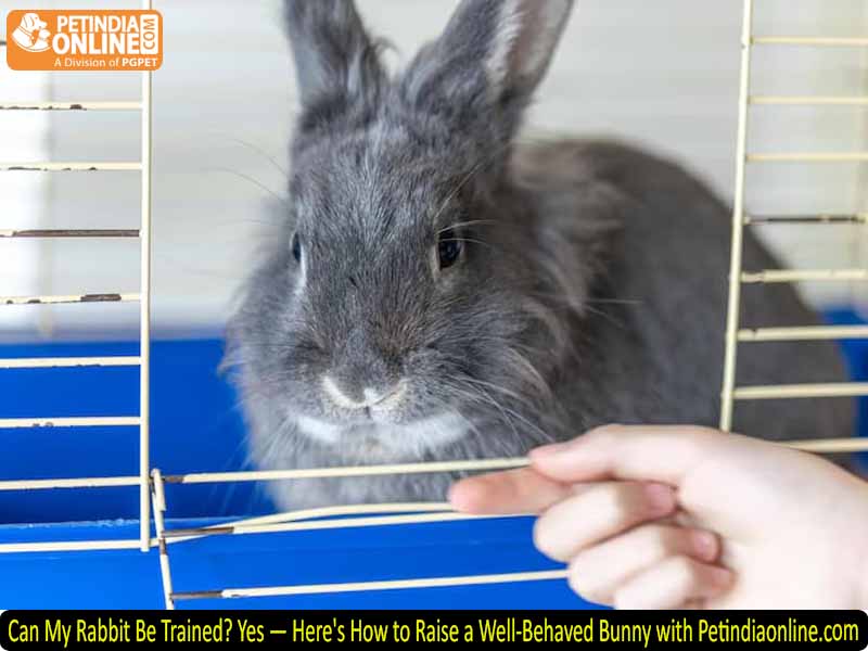 Can My Rabbit Be Trained? Yes — Here's How to Raise a Well-Behaved Bunny with Petindiaonline.com