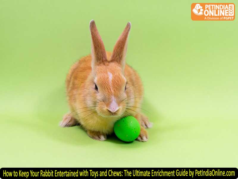 How to Keep Your Rabbit Entertained with Toys and Chews: The Ultimate Enrichment Guide by PetIndiaOnline.com