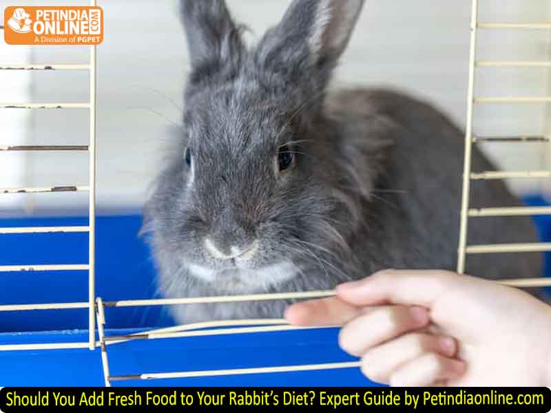 Should You Add Fresh Food to Your Rabbit’s Diet? Expert Guide by Petindiaonline.com