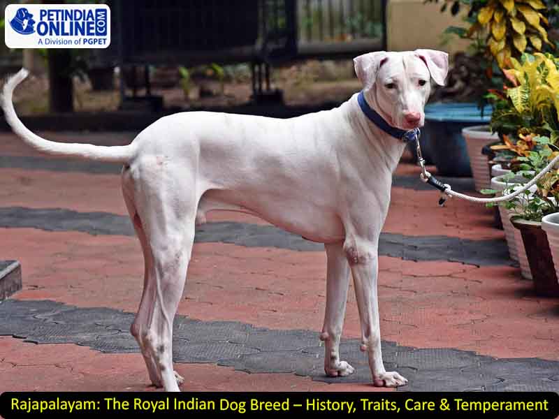 Rajapalayam: The Royal Indian Dog Breed – History, Traits, Care & Temperament