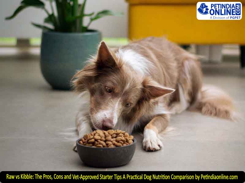 Raw vs Kibble: The Pros, Cons and Vet-Approved Starter Tips  A Practical Dog Nutrition Comparison by Petindiaonline.com