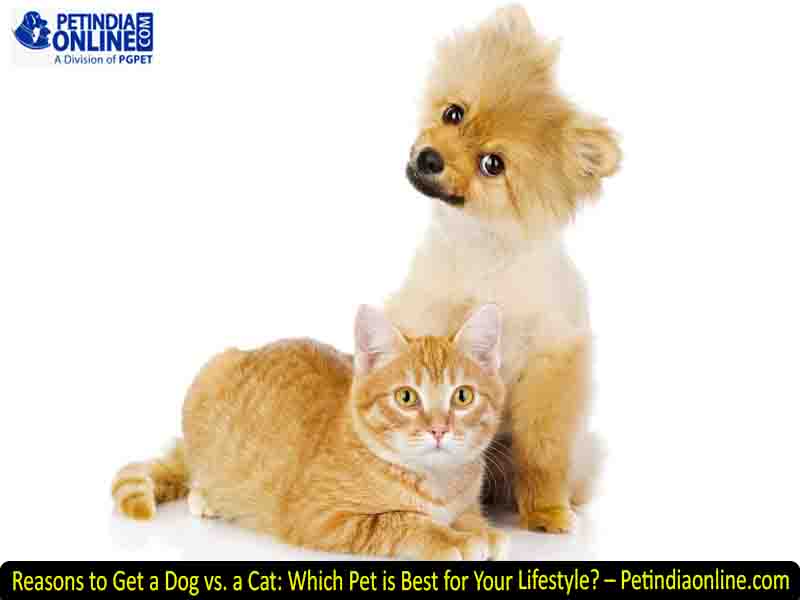 Reasons to Get a Dog vs. a Cat: Which Pet is Best for Your Lifestyle? – Petindiaonline.com