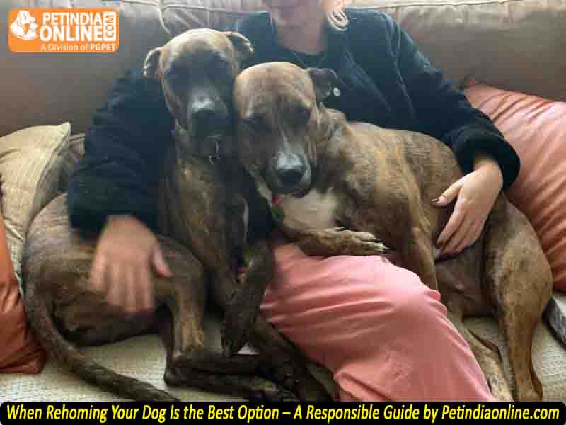 When Rehoming Your Dog Is the Best Option – A Responsible Guide by Petindiaonline.com