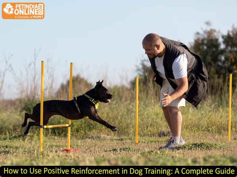 How to Use Positive Reinforcement in Dog Training: A Complete Guide