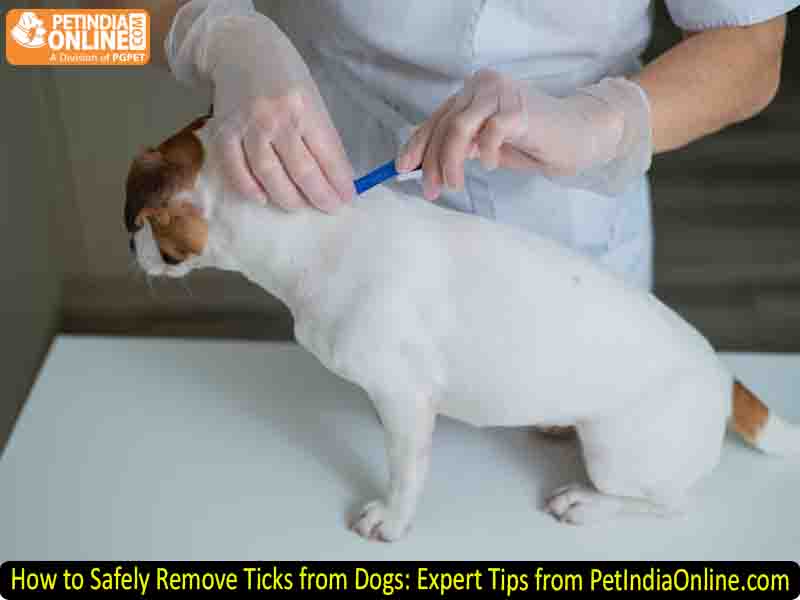 How to Safely Remove Ticks from Dogs: Expert Tips from PetIndiaOnline.com
