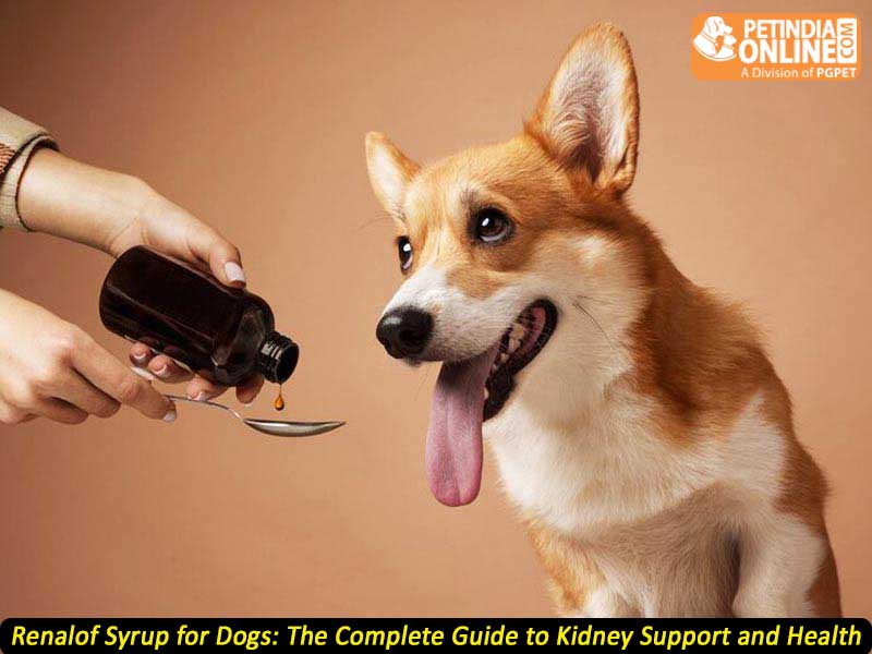 Renalof Syrup for Dogs: The Complete Guide to Kidney Support and Health