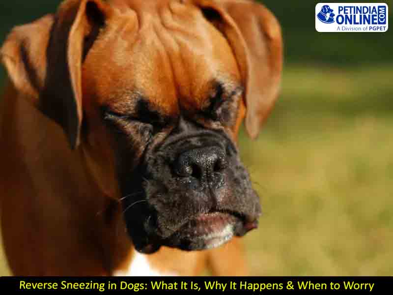 Reverse Sneezing in Dogs: What It Is, Why It Happens & When to Worry