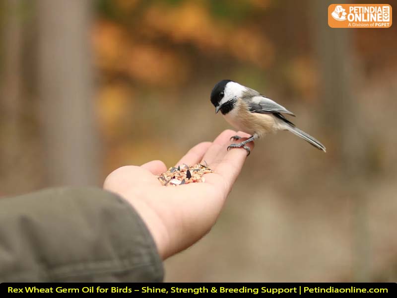 Rex Wheat Germ Oil for Birds – Shine, Strength & Breeding Support | Petindiaonline.com
